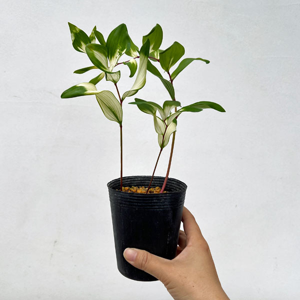 アマドコロ：白虎斑入り3号ロングポット