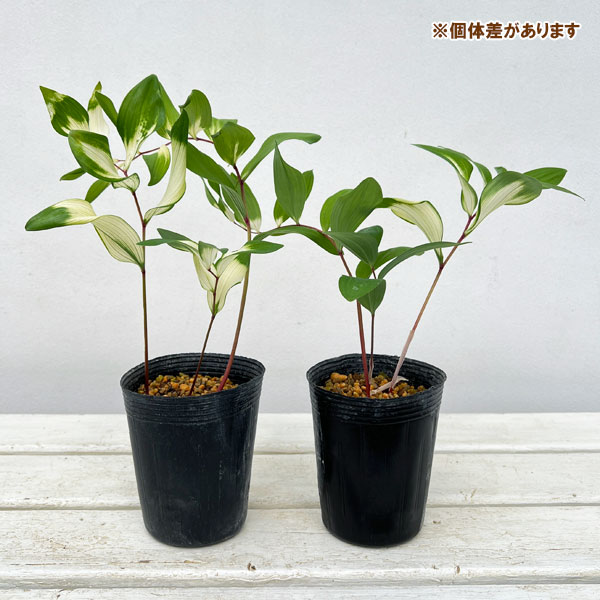 アマドコロ：白虎斑入り3号ロングポット