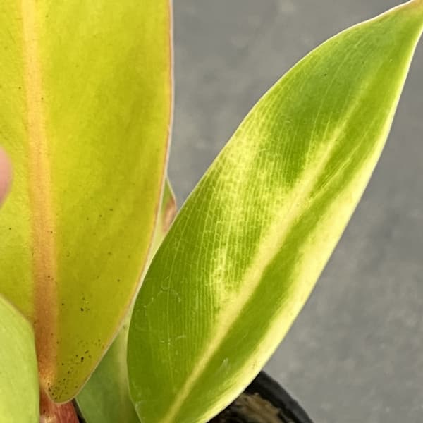 フィロデンドロン:プリンスオブオレンジ 2.5号ポット