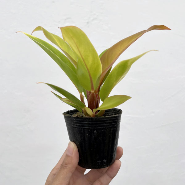 フィロデンドロン:プリンスオブオレンジ 2.5号ポット