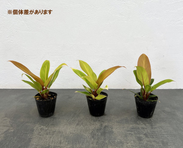 フィロデンドロン:プリンスオブオレンジ 2.5号ポット