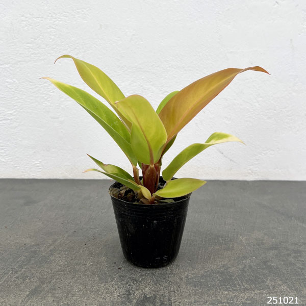 フィロデンドロン:プリンスオブオレンジ 2.5号ポット