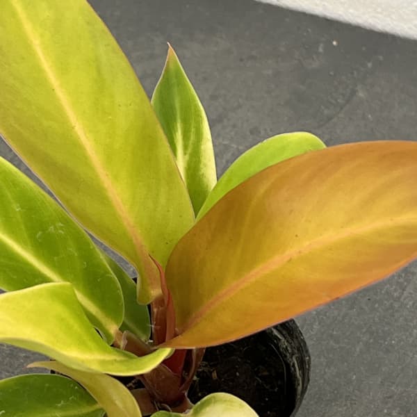 フィロデンドロン:プリンスオブオレンジ 2.5号ポット