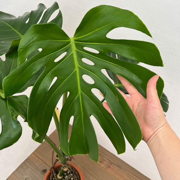 モンステラ 7号鉢植え24-01 の通販 | 園芸ネット