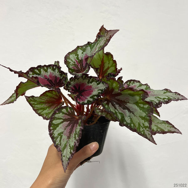 ベゴニア：エンバー　2.5号ポット