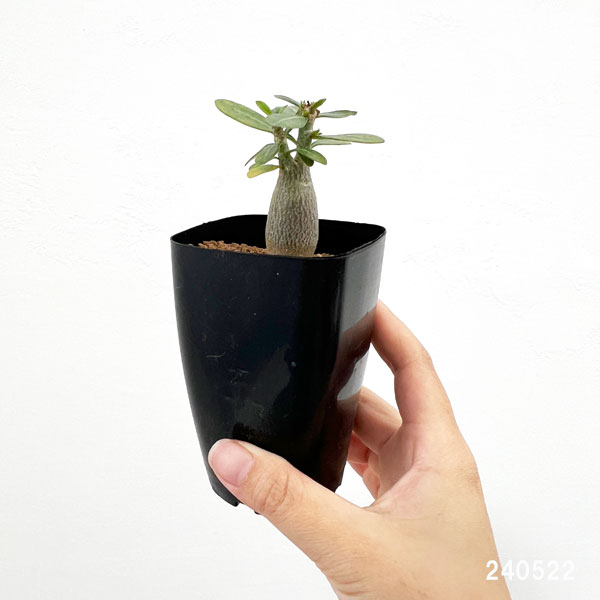アデニウム：オベスム(実生)　2.5号スクエア鉢