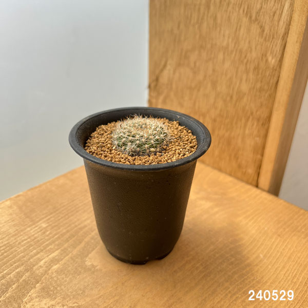 レブチア【ナルバエセンシス】 園芸ネット本店｜サボテン：レブチア ナルバエセンシス 2.5号ポット の