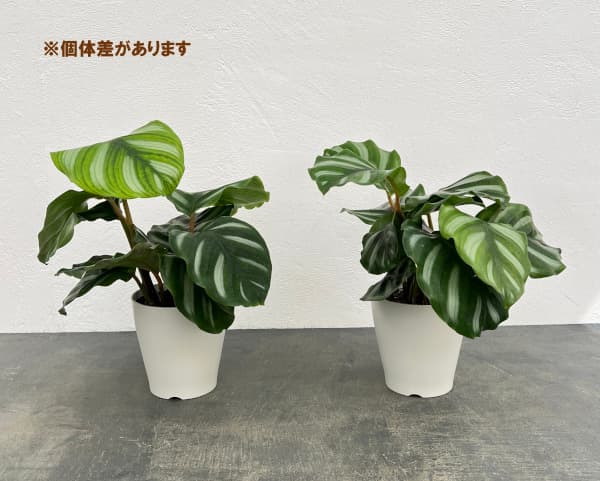 カラテア：べサール　4号鉢入り