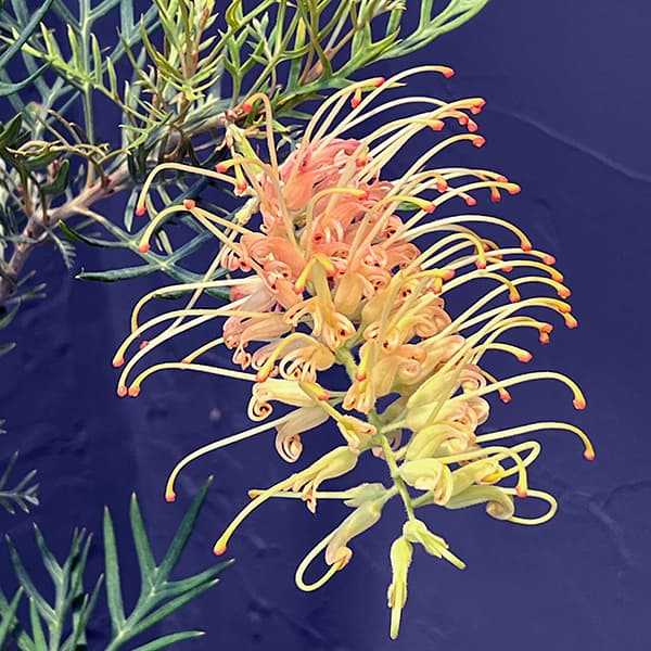 グレビレア:ピーチズアンドクリーム8号鉢植え