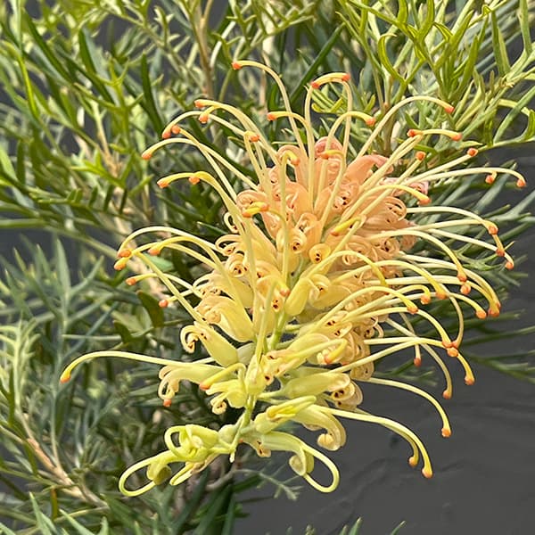 グレビレア:ピーチズアンドクリーム8号鉢植え