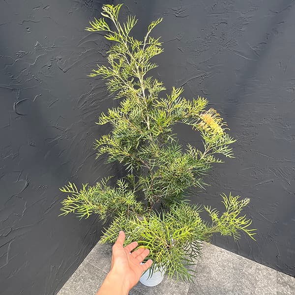 グレビレア:ピーチズアンドクリーム8号鉢植え