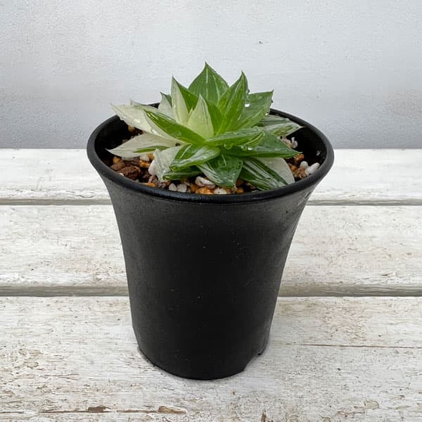 園芸ネット本店｜ハオルチア：プラニフォリア 花時計 3号スクエア鉢24