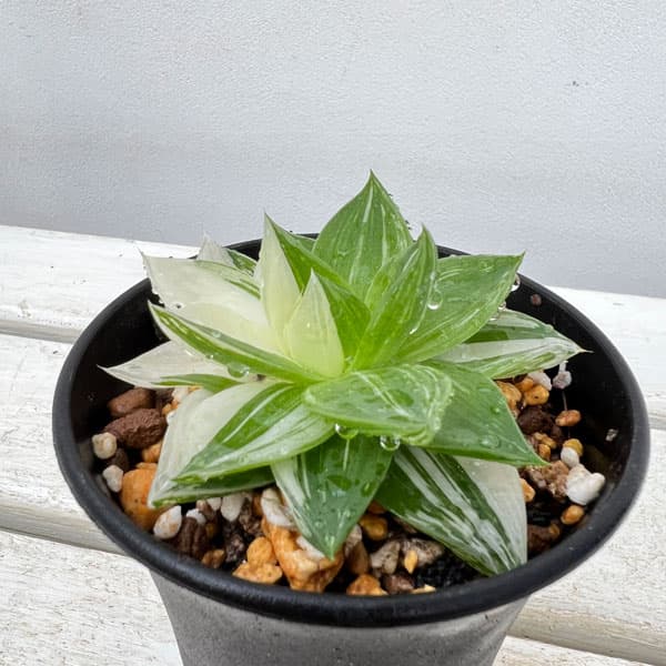 園芸ネット本店｜ハオルチア：プラニフォリア 花時計 3号スクエア鉢24