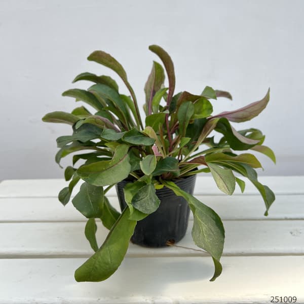 ペンステモン：ミスティカ3.5号ポット