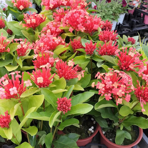 サンタンカ：在来種　4号鉢植え