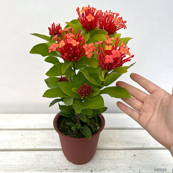 サンタンカ：在来種　4号鉢植え