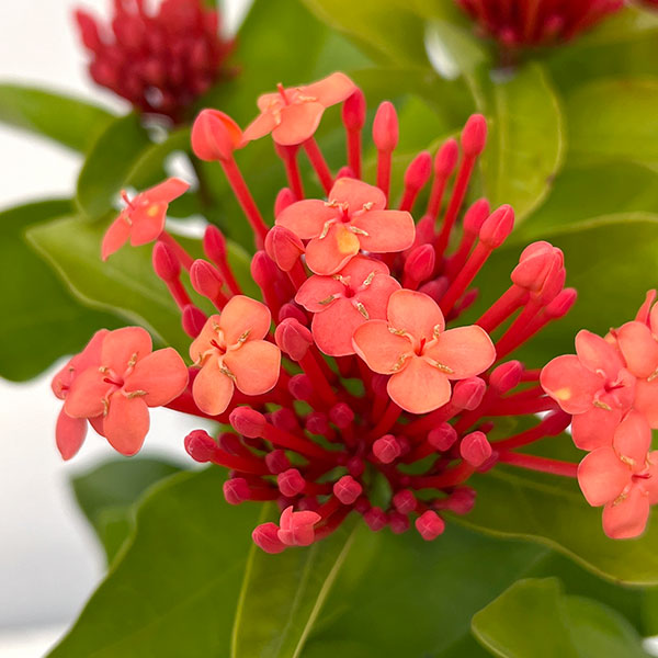 サンタンカ：在来種　4号鉢植え