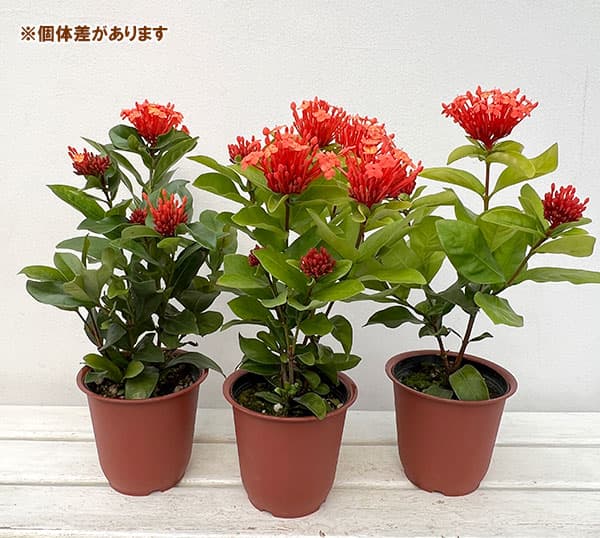 サンタンカ：在来種　4号鉢植え