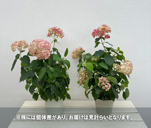 アジサイ(アメリカ):アナベル バーガンディーアイ5号鉢植え