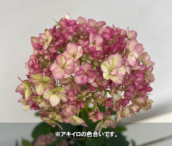 アジサイ(アメリカ):アナベル バーガンディーアイ5号鉢植え