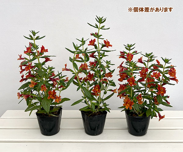 ミムラス：マイタイ　オレンジ3.5号ポット