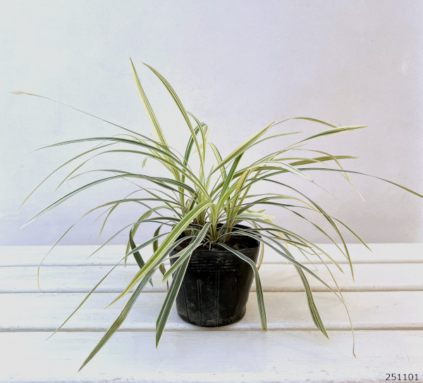 ノシラン：斑入ノシラン・ビッタータス（白斑）3.5号ポット