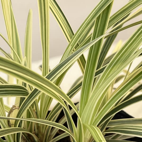 ノシラン：斑入ノシラン・ビッタータス（白斑）3.5号ポット