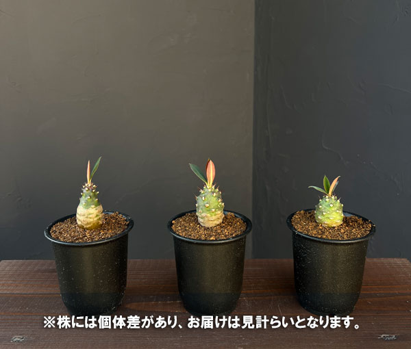 ユーフォルビア:パキポディオイデス 2.5号鉢植え