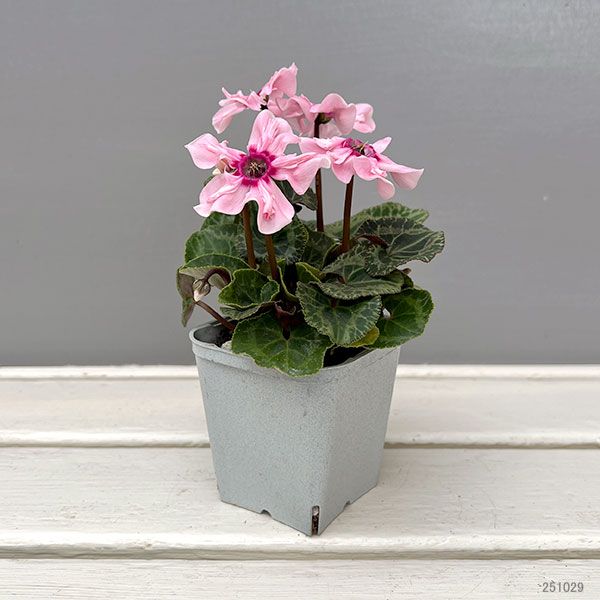 シクラメン:イリュージア ピンクラテ3号ポット 6株セット