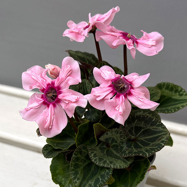 シクラメン:イリュージア ピンクラテ3号ポット 6株セット