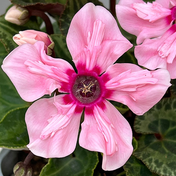 シクラメン:イリュージア ピンクラテ3号ポット 6株セット