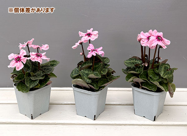 シクラメン:イリュージア ピンクラテ3号ポット 6株セット