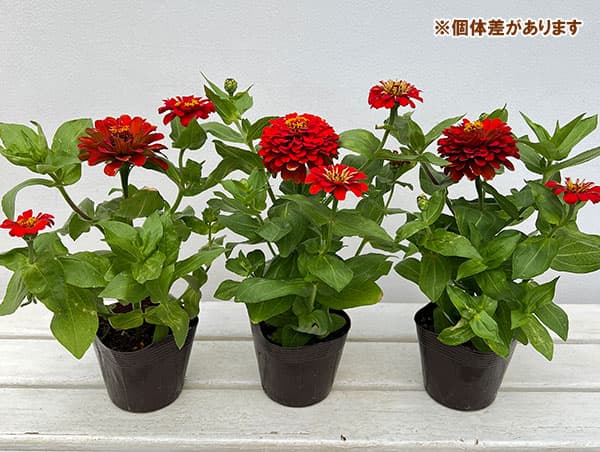 ジニア プレシオーサ：レッド3.5号ポット