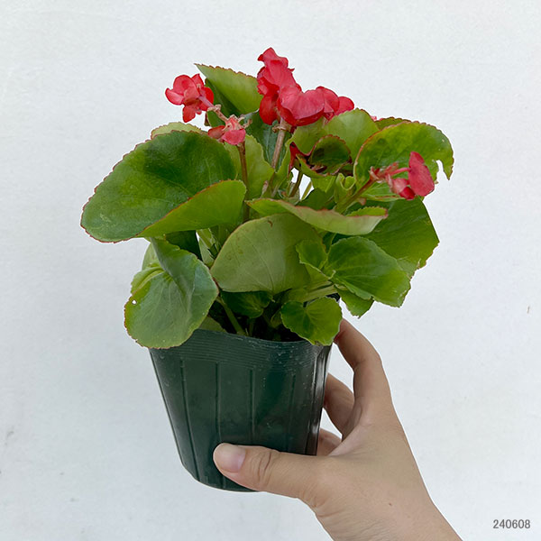 レッドチェリモヤ 接木苗 オレンジチェリモヤ バンレイシ科 アテモヤ近