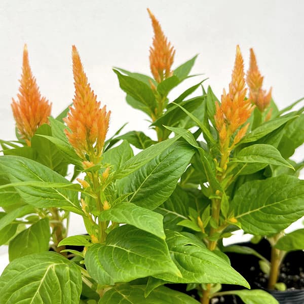 ケイトウ:キモノ単色植えイエロー3号ポット