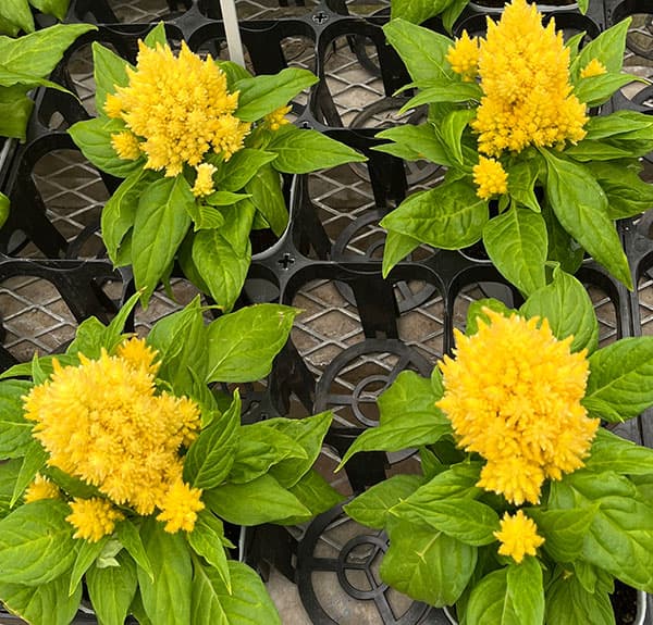 けいとう:キモノ単色植えクリーム3号ポット