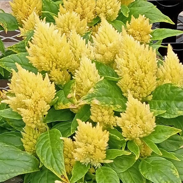 けいとう:キモノ単色植えクリーム3号ポット