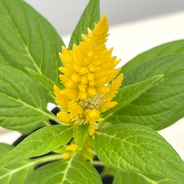 ケイトウ:キモノ単色植えクリーム3号ポット