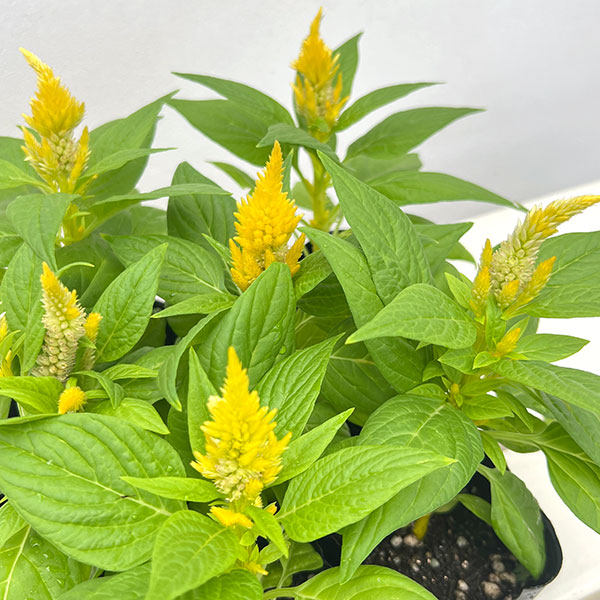 ケイトウ:キモノ単色植えクリーム3号ポット