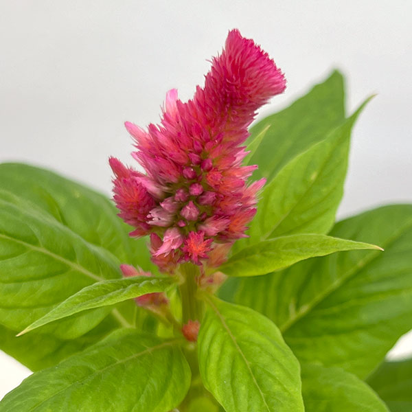 ケイトウ:キモノ単色植えピンクバイカラー3号ポット