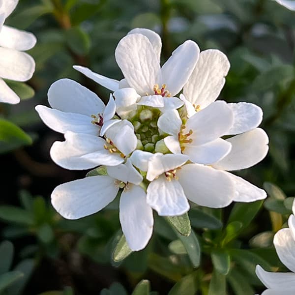 イベリス:ブライダルブーケ5号鉢植え