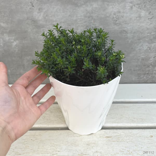 イベリス:ブライダルブーケ5号鉢植え