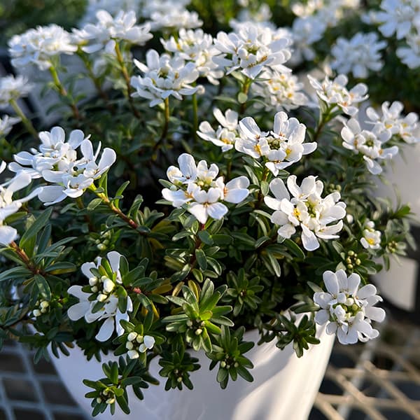 イベリス:ブライダルブーケ5号鉢植え