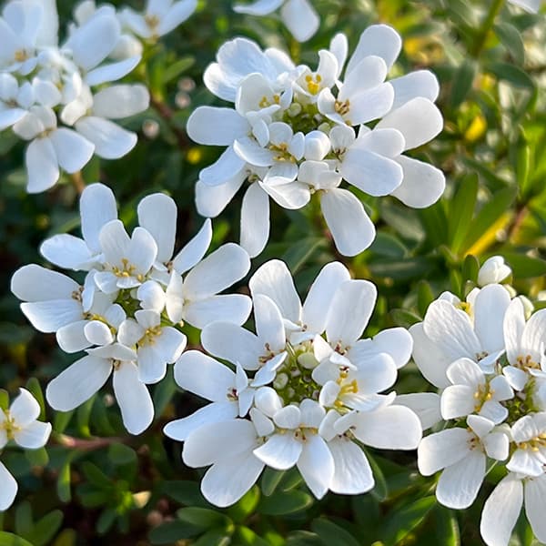 イベリス:ブライダルブーケ5号鉢植え