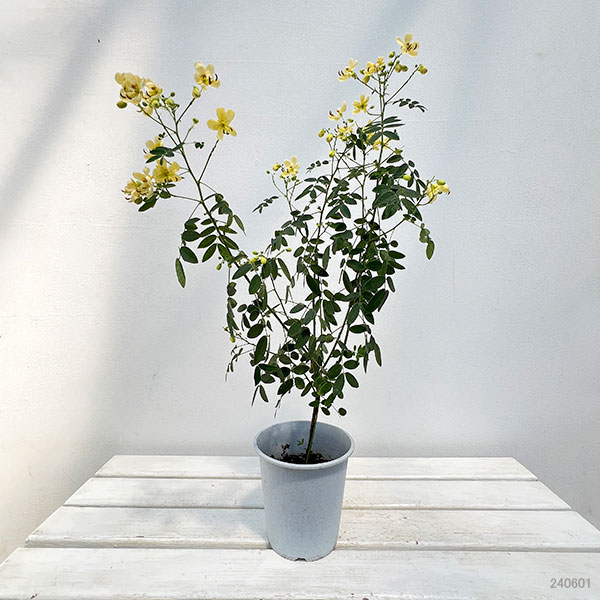 カッシア:アンデスの乙女5号鉢植え