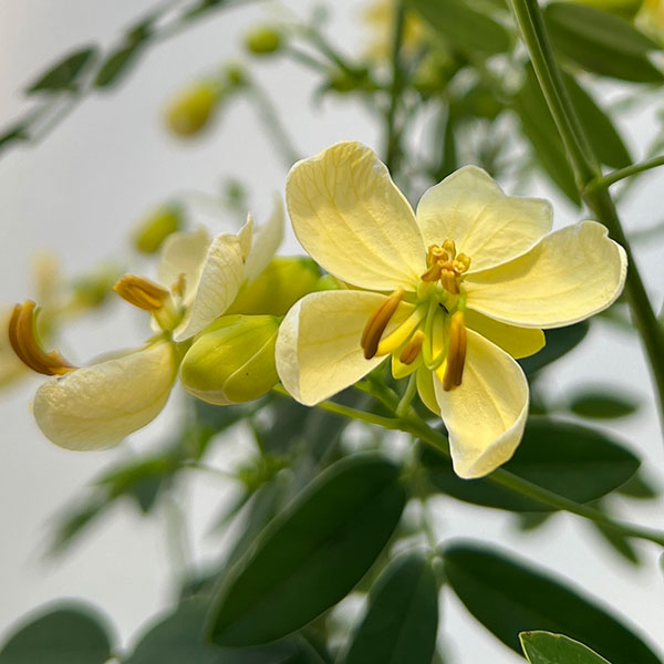 カッシア:アンデスの乙女5号鉢植え
