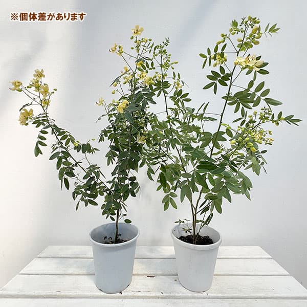 カッシア:アンデスの乙女5号鉢植え