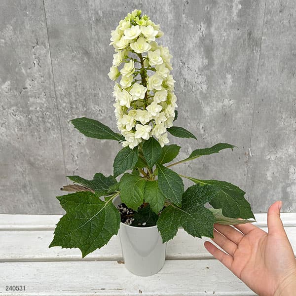 カシワバアジサイ：スノーフレーク(八重）4号鉢植え*