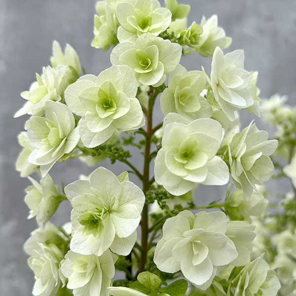 完売　　【クリスマス花材】セピア色/カシワバアジサイ/紫陽花/百合の花殻/椿の実 完売 【クリスマス花材】セピア色/カシワバアジサイ/紫陽花/百合の花殻