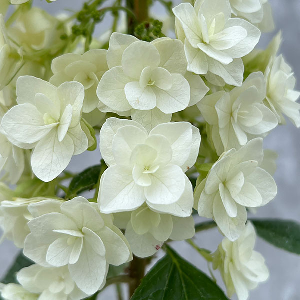 カシワバアジサイ：スノーフレーク(八重）4号鉢植え*